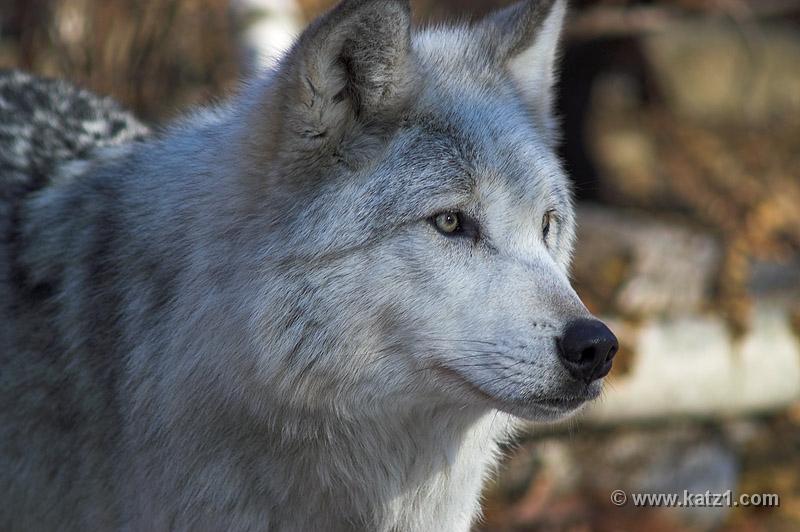 Arctic Wolf 068